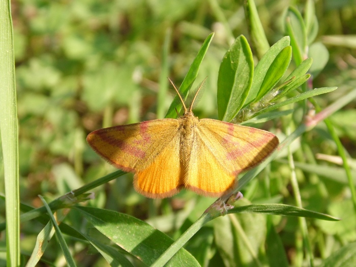 Lepidotteri del Parco del Roccolo